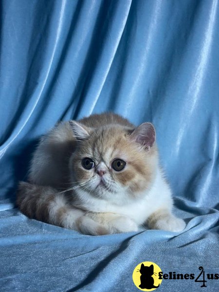 Monty