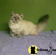 munchkin kitten posted by morwaycat
