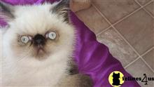 himalayan kitten posted by smarsinelli