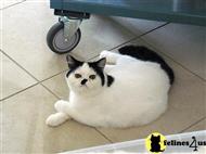 exotic shorthair kitten posted by erobert8