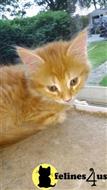 maine coon kitten posted by Belle650