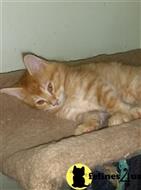 maine coon kitten posted by Belle650