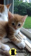 maine coon kitten posted by Belle650
