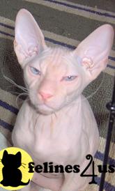 sphynx stud posted by sleekatscattery