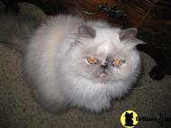 persian cat posted by bellablue
