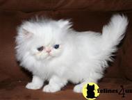 persian kitten posted by kelly