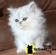 persian kitten posted by kelly