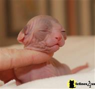 sphynx kitten posted by judy43