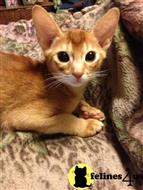 abyssinian kitten posted by catdreme
