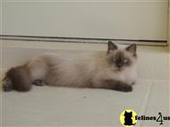 himalayan cat posted by caviarmeows