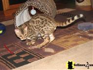 bengal kitten posted by bozray