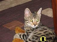 savannah cat posted by bozray