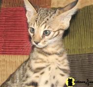 savannah kitten posted by bozray