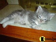 norwegian forest cat kitten posted by jillrowberry