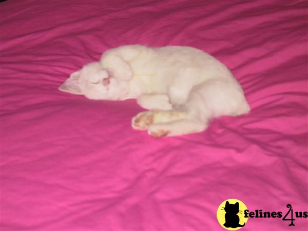 Lesant Picture 1