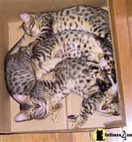 bengal kitten posted by Lesant