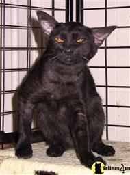 ocicat cat posted by Lesant