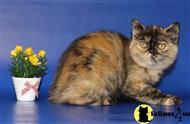 exotic shorthair kitten posted by pmlt1904