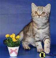 british shorthair kitten posted by pmlt1904