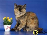 exotic shorthair kitten posted by pmlt1904