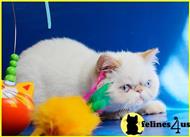 exotic shorthair kitten posted by pmlt1904