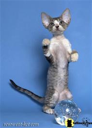 devon rex kitten posted by Viktoria