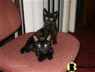 american shorthair kitten posted by Dawn