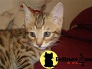 bengal kitten posted by bengalbrat