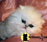 persian kitten posted by dreamkitten