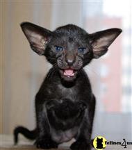 oriental kitten posted by coalla