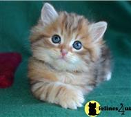 siberian kitten posted by lmunchrath