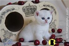 british shorthair kitten posted by FeliLand