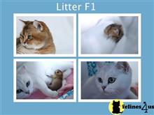 british shorthair kitten posted by FeliLand