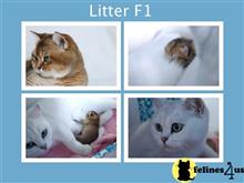 british shorthair kitten posted by FeliLand