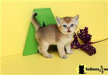 british shorthair kitten posted by FeliLand