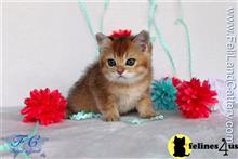 british shorthair kitten posted by FeliLand