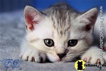 british shorthair kitten posted by FeliLand