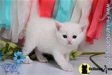 british shorthair kitten posted by FeliLand