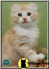 american curl kitten posted by jccurlcomet