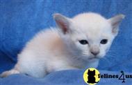 tonkinese kitten posted by peppermint