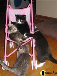 american shorthair kitten posted by weigfamily