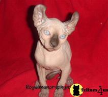 sphynx kitten posted by royalmanor