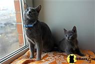russian blue kitten posted by Nemesis