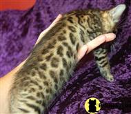 bengal kitten posted by wildtrax