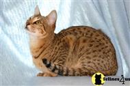 savannah stud posted by jbankson