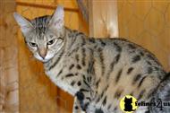 savannah cat posted by jbankson