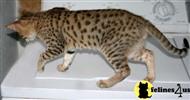 savannah cat posted by jbankson