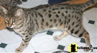 savannah cat posted by jbankson