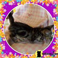 bengal kitten posted by TinyTreasuresAcres