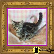 bengal kitten posted by TinyTreasuresAcres
